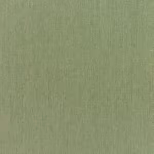 Canvas Fern